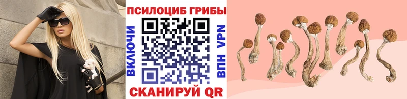 Галлюциногенные грибы Psilocybine cubensis  Новосибирск 